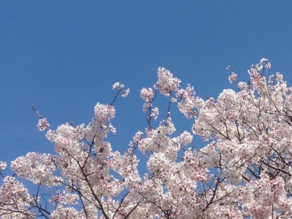 桜